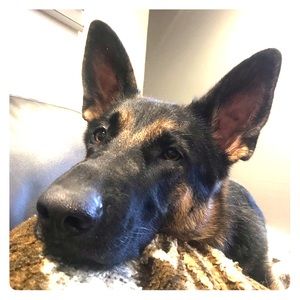 Meet your Posher, Clifford